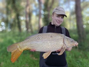 Common Carp