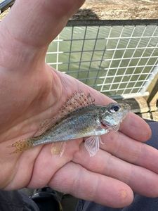 Ruffe