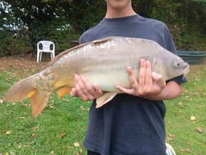 Mirror Carp