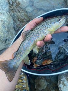 Brown Trout