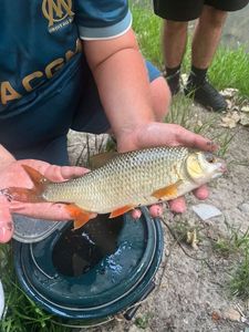 Roach