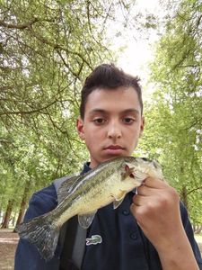 Largemouth Bass