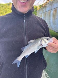 European Bass (Seabass)