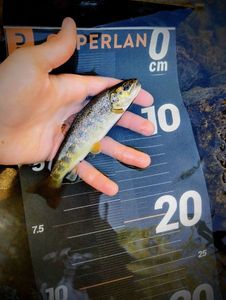 Brown Trout