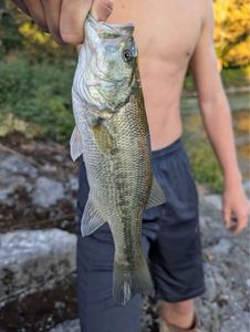 Largemouth Bass