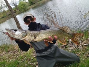 Northern Pike