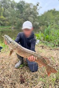 Northern Pike