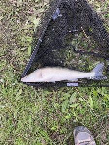 Zander
