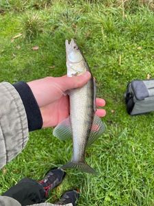 Zander