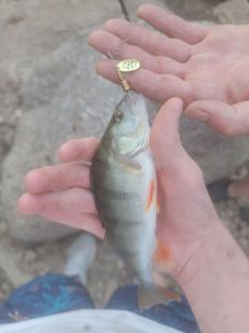 European Perch