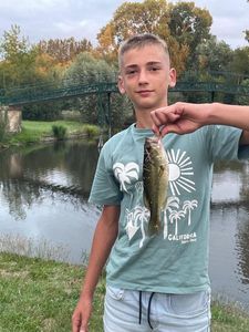 Largemouth Bass