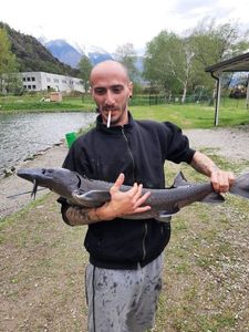 Dabry's Sturgeon