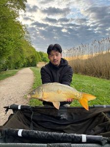 Mirror Carp