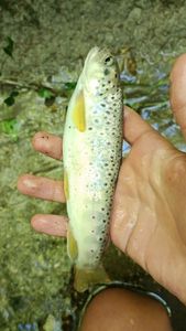 Brown Trout