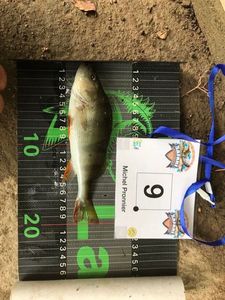 European Perch