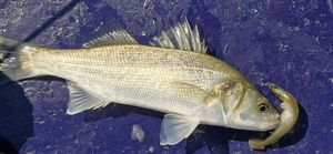 European Bass (Seabass)