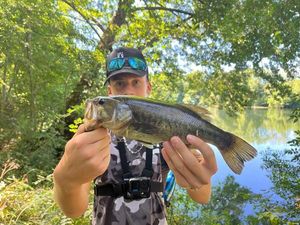 Largemouth Bass