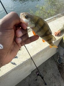 European Perch