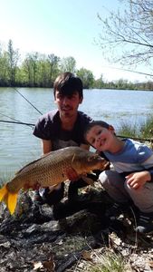 Common Carp