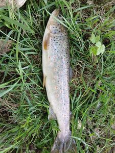 Brown Trout