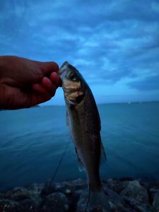 European Bass (Seabass)