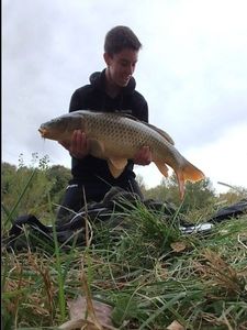 Common Carp