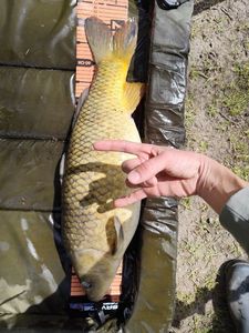 Common Carp