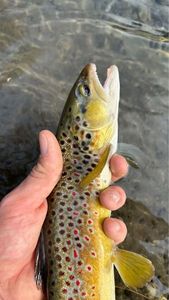 Brown Trout