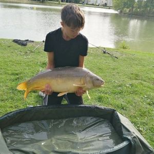 Common Carp