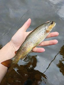 Brown Trout