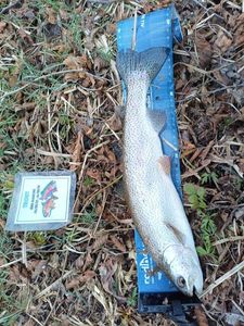 Rainbow Trout