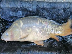 Mirror Carp