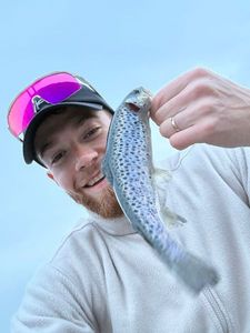 Sea Trout