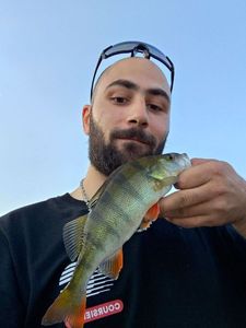 European Perch