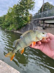 European Perch