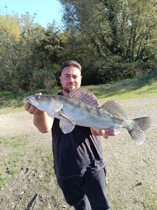 Zander