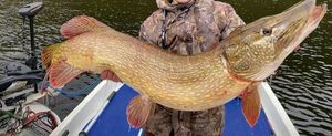 Northern Pike