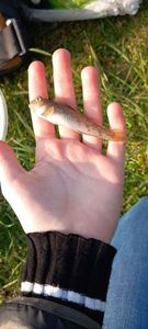 Giant Goby