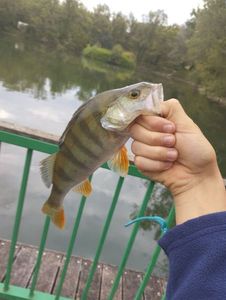 European Perch