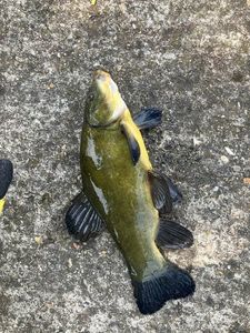 Tench