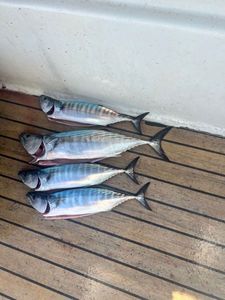 Atlantic Bonito