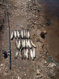 Rainbow Trout