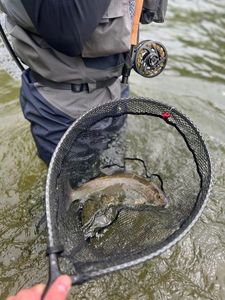Grayling