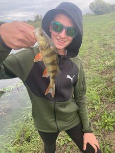 European Perch