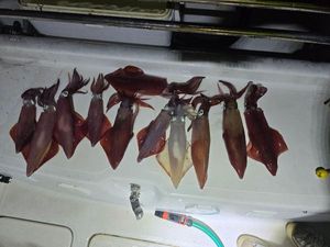 European Squid