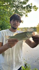 Largemouth Bass