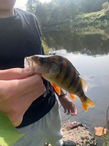 European Perch
