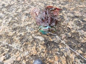 Inconnu (Sheefish)