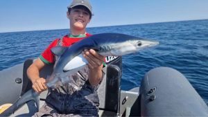 Blue Shark