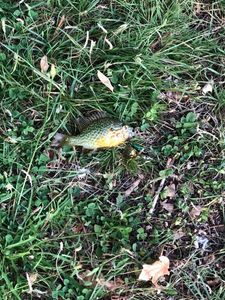Green Sunfish
